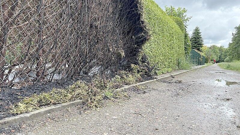 Beim jüngsten Feuer an Pfingsten wurde eine Hecke zerstört. Foto: Dirk Hellmers