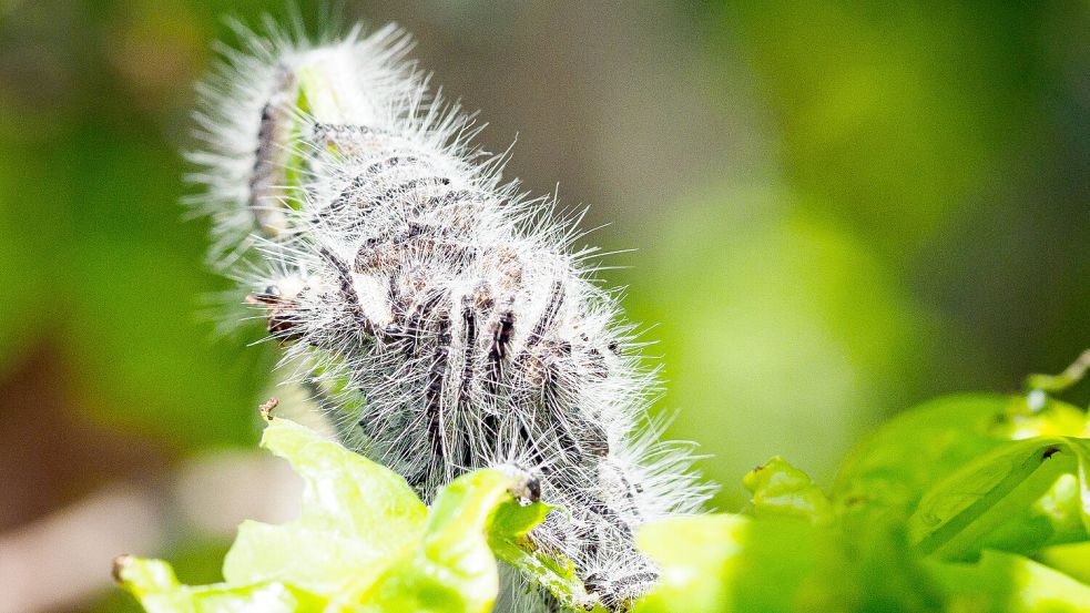 Zahlreiche Eichenprozessionsspinner haben es sich auf einem Blatt bequem gemacht. Foto: Soeren Stache/dpa