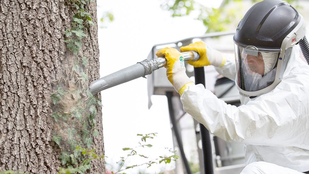 Ein Mitarbeiter einer Schädlingsbekämpfungsfirma saugt Eichenprozessionsspinner vom Stamm einer Eiche ab. Foto: Friso Gentsch/dpa