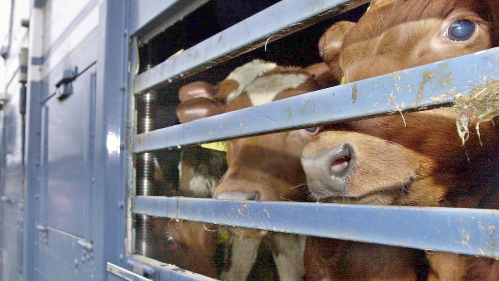 Die Tiere sollen auf den langen Fahrten „erhebliche Schmerzen und Leiden erlitten haben“. Foto: dpa/Ulrich Perrey
