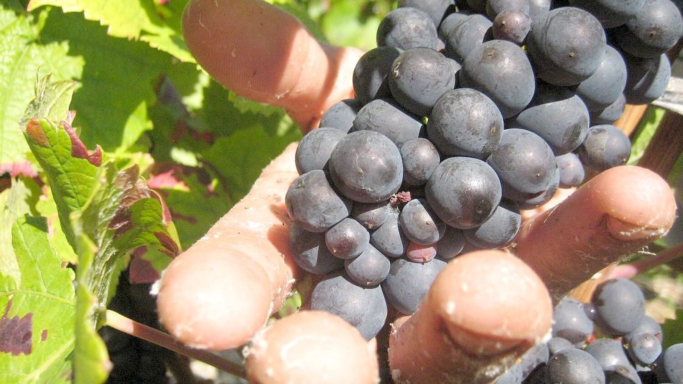 Die Weinlese in der Champagne ist Handarbeit. (Archivbild) Foto: picture alliance / dpa