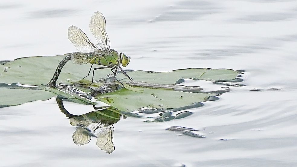 Für Insekten sind Pyrethroide, die unter anderem in Pflanzenschutzmitteln stecken, besonders gefährlich. (Archivbild) Foto: Niall Carson/PA Wire/dpa