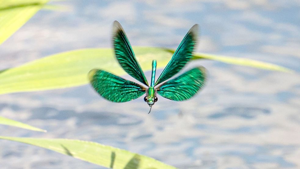 Die Larven der Libellen entwickeln sich im Wasser. (Archivbild) Foto: Frank Rumpenhorst/dpa