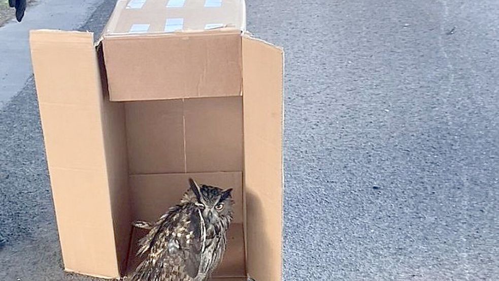 Eine Streife der Autobahnpolizei Darmstadt rettete den verletzten Vogel. (Foto Handout) Foto: ---/Polizeipräsidium Südhessen/dpa