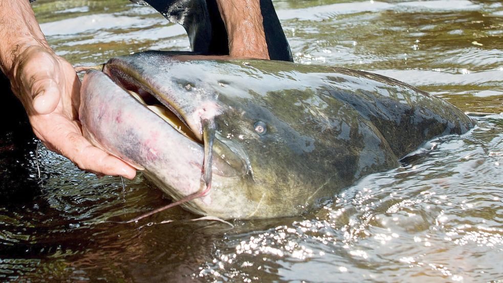 Ein riesiger Wels sorgte in einem bayerischen Badesee für Unruhe. Wie gefährlich sind die Tiere für Badende? Foto: dpa/Patrick Pleul