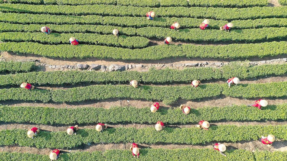 China hat im vergangenen Jahr rund 3,74 Millionen Tonnen Tee geerntet. (Archivbild) Foto: Duan Junli/XinHua/dpa