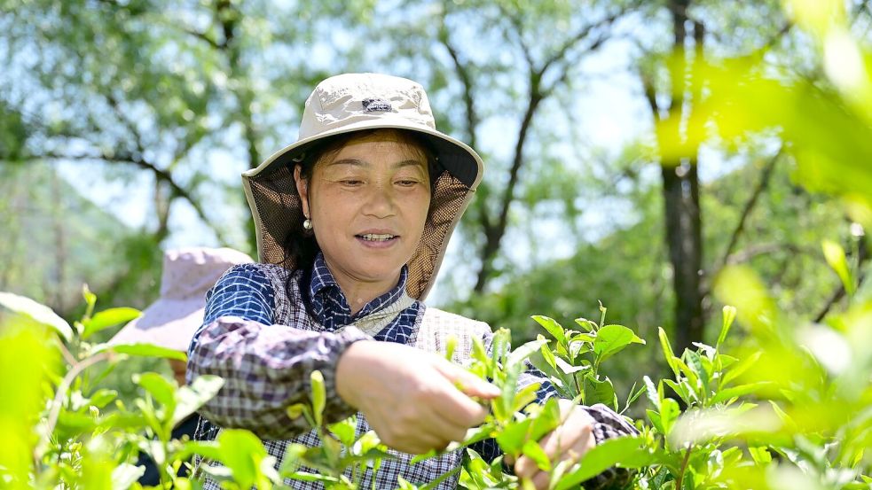 China hat seine Teeproduktion im vergangenen Jahr dem „Tee Report 2025“ zufolge um rund 490.000 Tonnen gesteigert. Das ist rund zehnmal mehr als Deutschland insgesamt importiert hat. (Archivbild) Foto: Zhou Mu/XinHua/dpa
