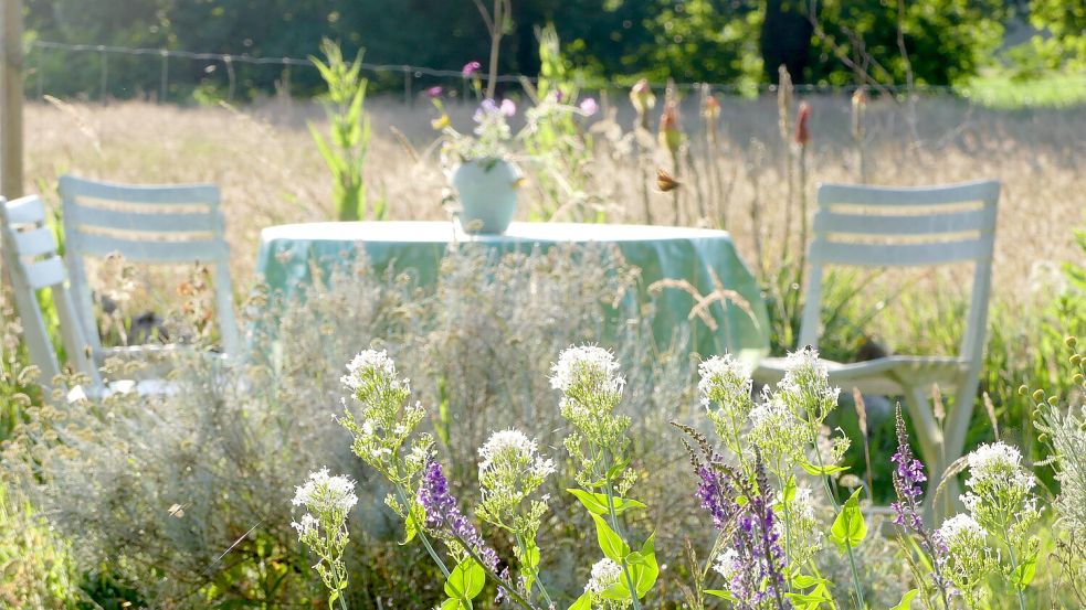Sommer im Latüt-Garten. Foto: Karin Berends-Lüürßen