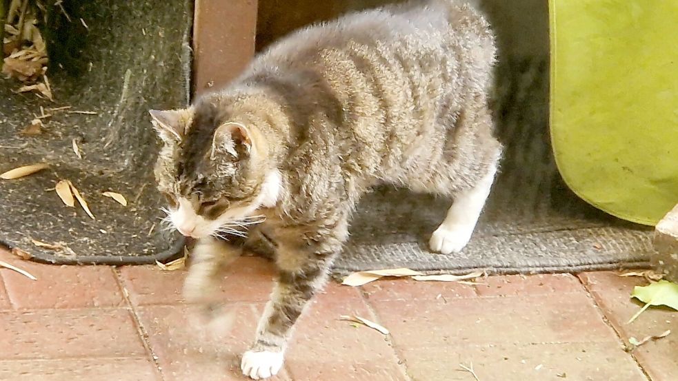 Kater Max hat in einem Versteck auf der Terrasse ein Mittagsschläfchen gemacht und bricht zu einem Rundgang durch den Garten auf. Foto: Tatjana Gettkowski