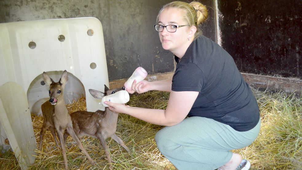 Von Hand mit der Flasche füttert Marina Strenge die jungen Rehzwillinge jetzt nur noch viermal am Tag. Zwischendurch fressen die Tiere auch schon die Zweige von Obstbäumen kahl. Anfangs jedoch mussten sie jede Stunde gefüttert werden. Foto: Astrid Fertig