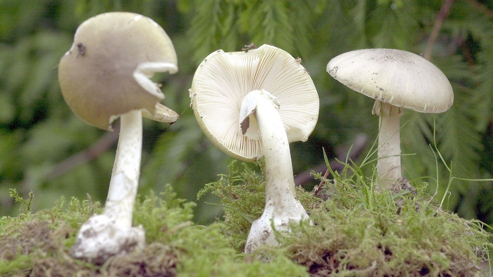Der Grüne Knollenblätterpilz ist extrem giftig - und ähnelt harmlosen Champignons. (Archivbild) Foto: Bernd Wüstneck/dpa-Zentralbild/dpa