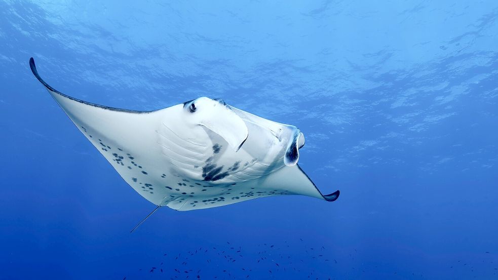 Manche Mantarochen können eine Flügelspannweite von bis zu sieben Metern erreichen. Foto: IMAGO/imageBROKER/Norbert Probst