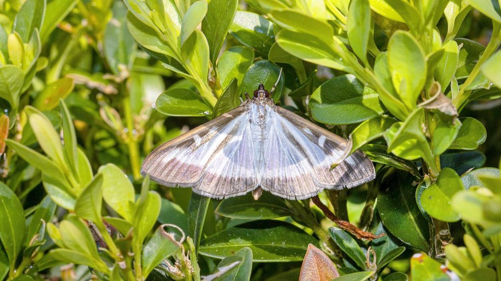 Nach den Raupen kommt der Schmetterling: Den Buchsbaumzünsler kann man auch präventiv bekämpfen. Foto: imago images/blickwinkel