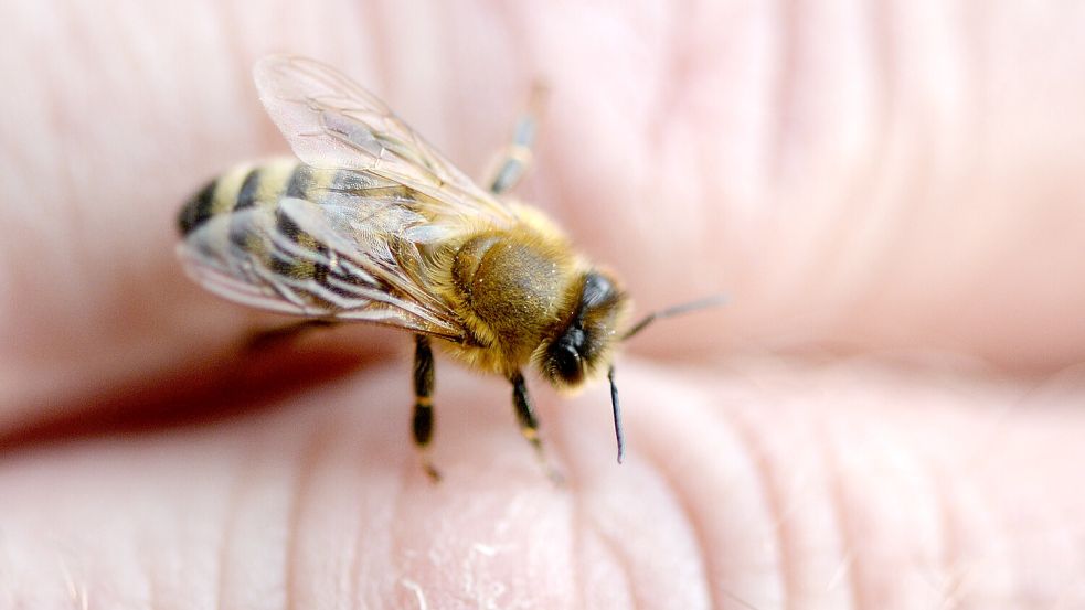 Ein Bienenstich an der Hand tut weh – aber laut einem Forscher ist es an anderen Körperstellen noch schmerzhafter. Foto: dpa/Daniel Reinhardt