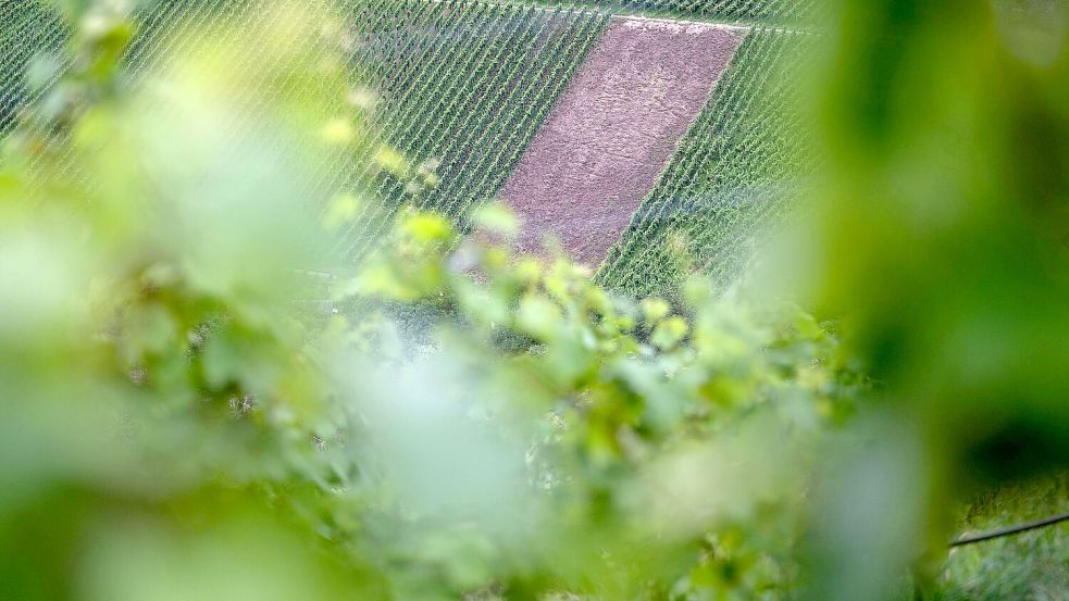 Die Polizei entdeckte die Leiche der Auricherin am Ostersonntag 2025 in einem Weinberg in Untertürkheim. Foto: DPA