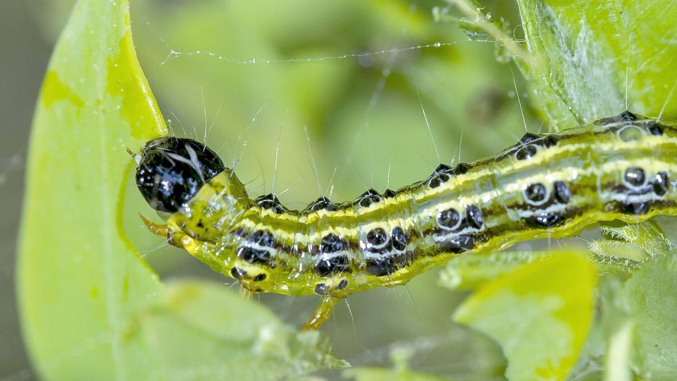 Inzwischen hat die Buchsbaumzünsler-Raupe auch hierzulande Fressfeinde. Foto: Imago/MiS