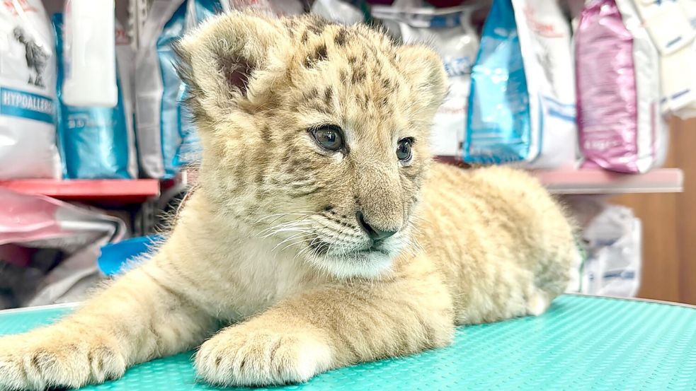 Das seltene Hybrid Liger - eine Kreuzung aus Löwe und Tiger - wurde Mitte Mai 2025 im Zoo von Zaharesti, nahe der Stadt Suceava, im Nordosten Rumäniens geboren. Foto: Cosmin Romega/dpa