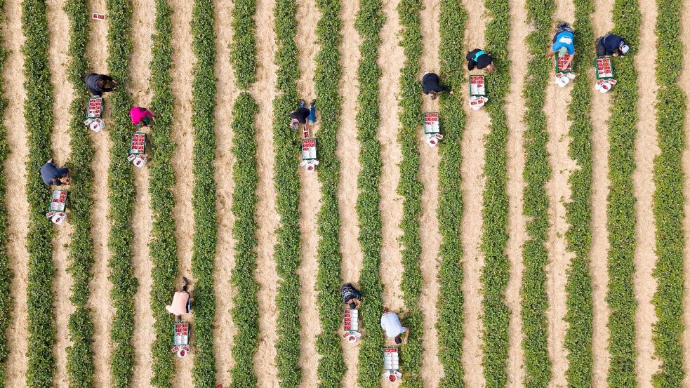 Erntehelfer pflücken auf einem Feld Erdbeeren. Foto: Sebastian Kahnert/dpa