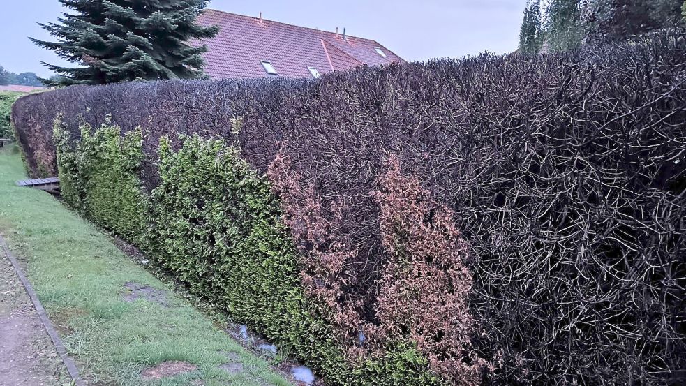 Wieder geriet am Wichtelweg (rückseitig des Alrich-Ibelings-Wegs) eine Hecke in Brand. Die Einsatzkräfte rückten in der Nacht zu Sonntag, 20. Juli 2025, aus. Foto: Daniel Grüneke