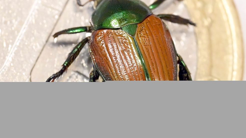 Kleines Tier, großer Schaden: Erwachsene Japankäfer fressen Blätter, Blüten und Früchte von mehr als 400 Pflanzenarten. Foto: dpa/Uli Deck