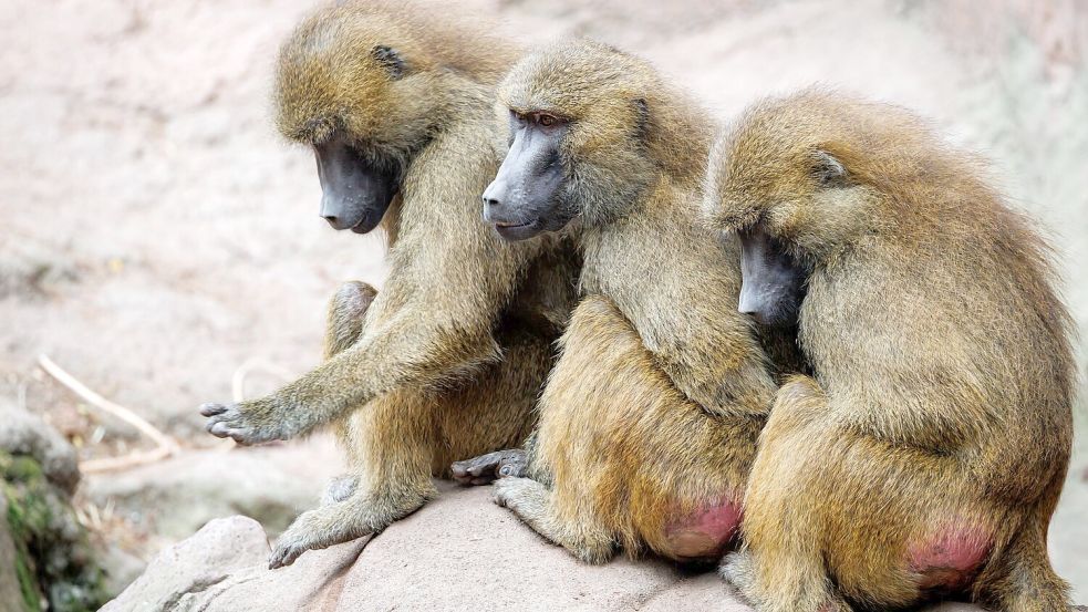 Die Gruppe der Guinea-Paviane ist auf 45 Tiere angewachsen und damit zu groß für das Gehege. Foto: Daniel Karmann/dpa