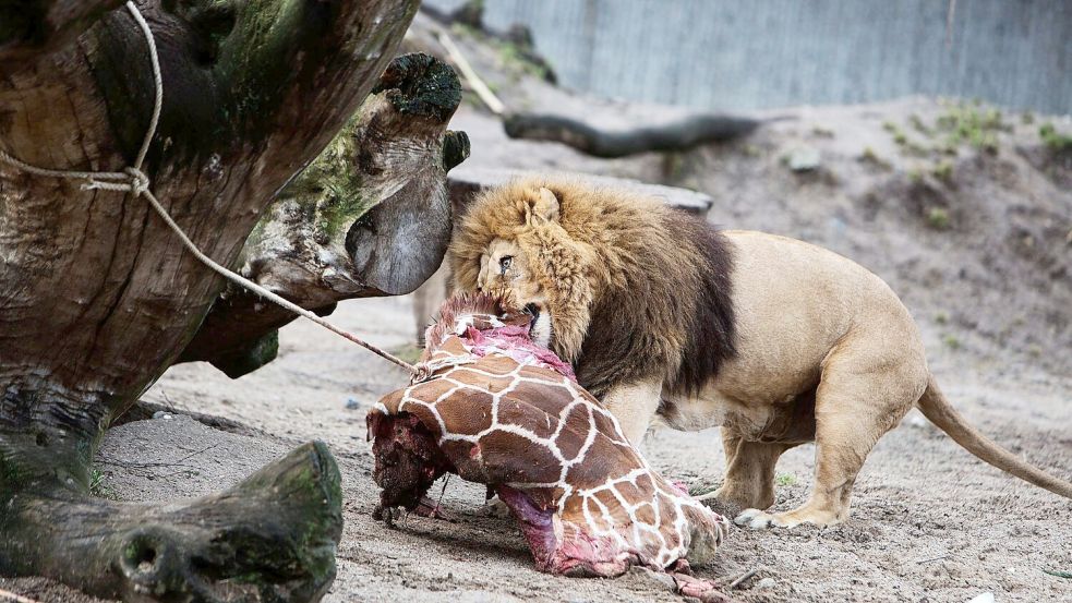 Für Schlagzeilen sorgte 2014 der Kopenhagener Zoo, als er die Giraffe Marius tötete und an Löwen verfütterte. Foto: Kasper Palsnov/EPA/dpa