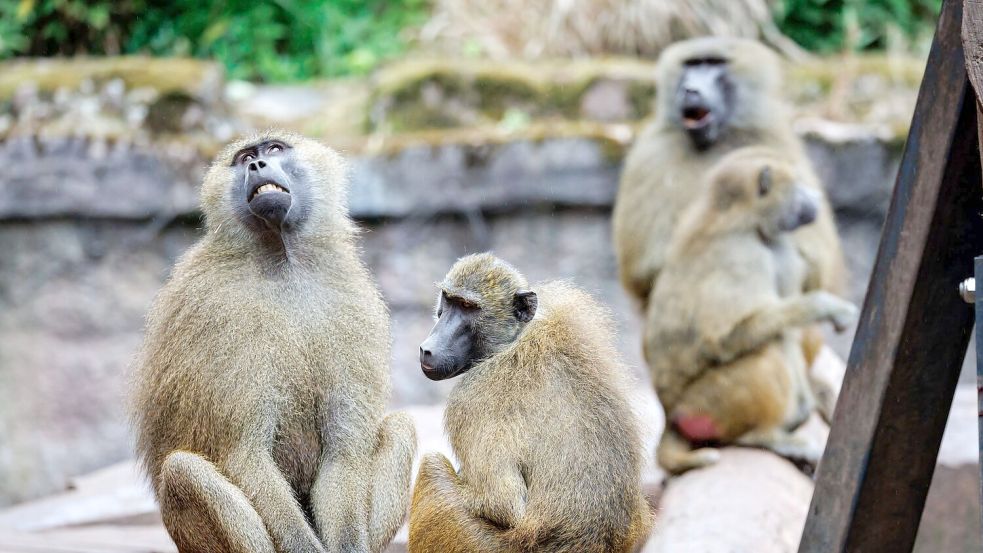 Nach Angaben des Tiergartens kommt es in der Pavian-Gruppe verstärkt zu Konflikten, bei denen sich die Tiere verletzen. Foto: Daniel Karmann/dpa