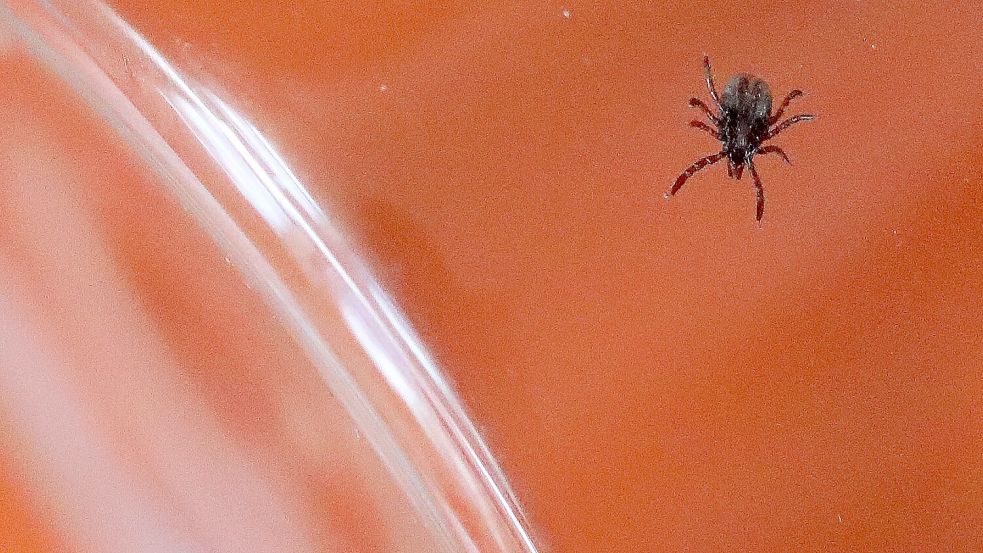 Zecken können die Parasiten auf Hunde übertragen. Foto: IMAGO / Karina Hessland