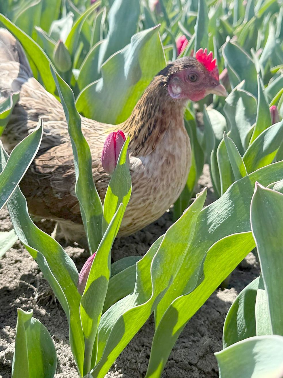 Henne Helene ist verschwunden und wird schmerzlich vermisst. Foto: privat