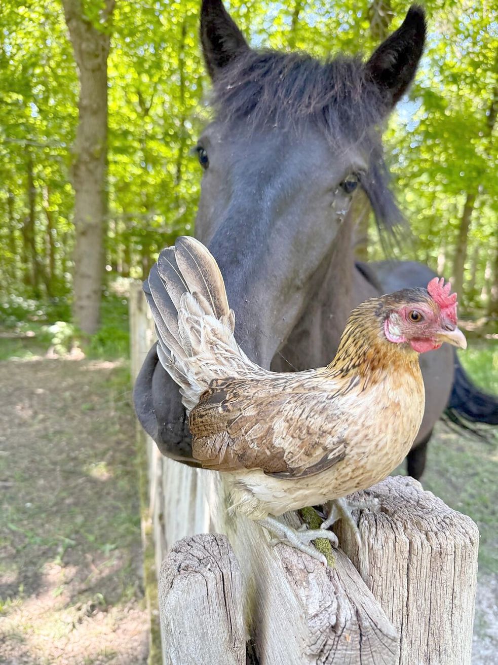 Mit anderen Tieren versteht sich Helene gut. Foto: privat