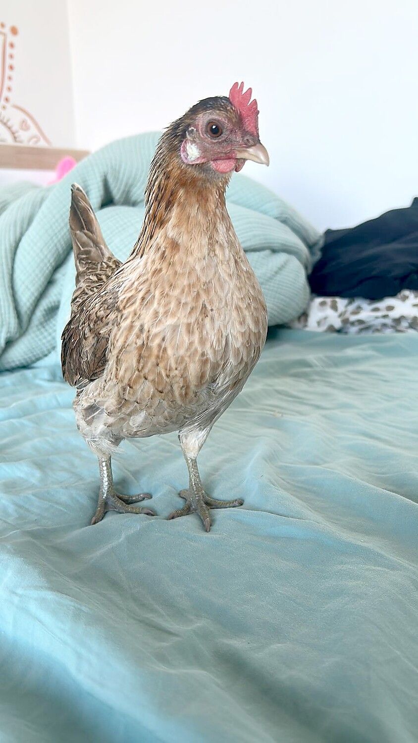 Ab in die Federn: Helene schlief immer im Haus. Foto: privat