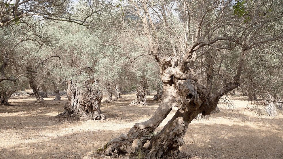Wasserknappheit ist auf Mallorca vor allem in der Hochsaison kein neues Problem. Foto: Clara Margais/dpa