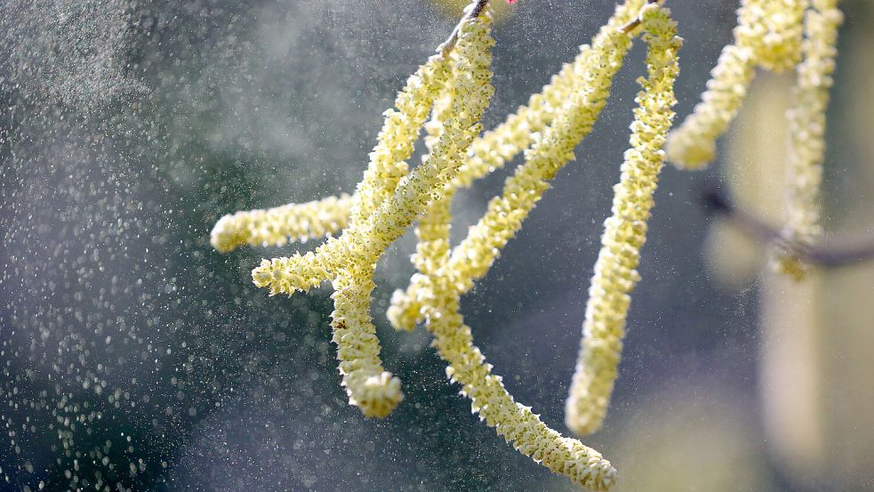 Die Hasel gehört zu den wichtigsten Pollenarten für Allergiker. Foto: dpa/Wolfgang Kumm