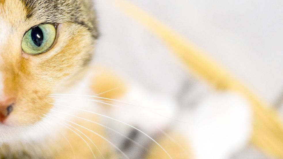 Katzenbesitzer sollen der Wissenschaft helfen: Mit Handyvideos ihrer Lieblinge. (Symbolbild) Foto: Julian Stratenschulte/dpa