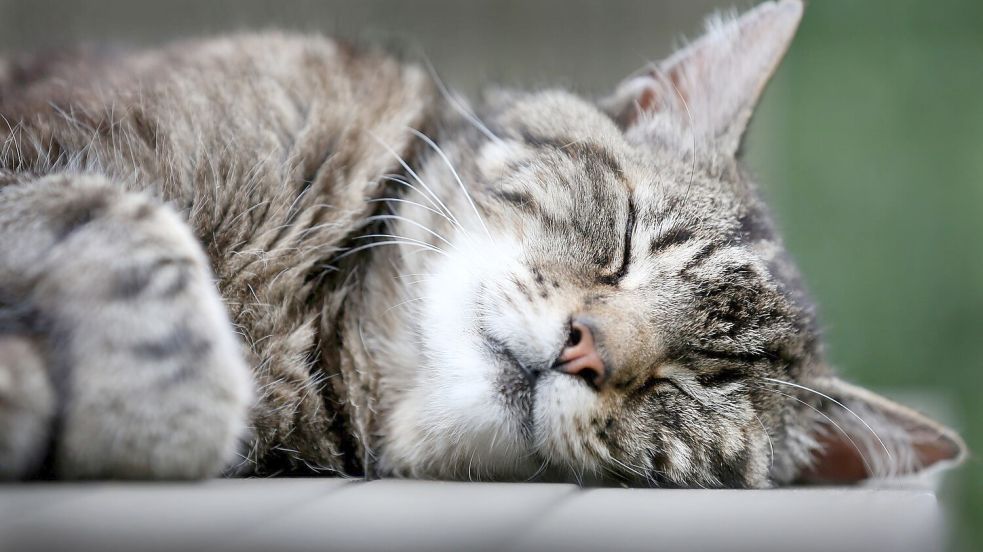 Katzen schlafen häufiger auf der linken Seite, aber wieso eigentlich genau? Forscher haben eine Vermutung. (Symbolfoto) Foto: Martin Gerten/dpa