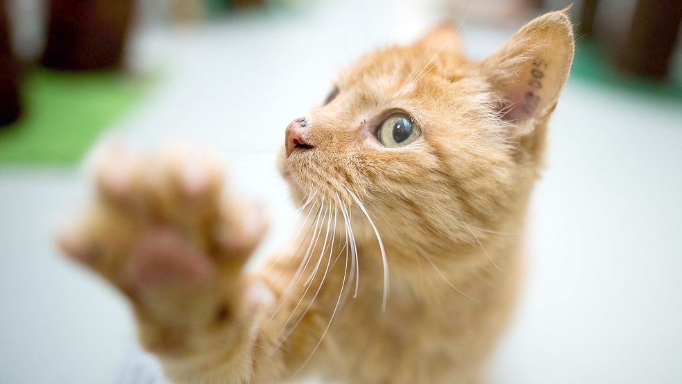 Rechtpfotig oder linkspfotig? Die Forscher wollen herausfinden, welche Faktoren die Pfotenpräferenz bei Katzen beeinflussen. (Symboldbild) Foto: picture alliance/dpa