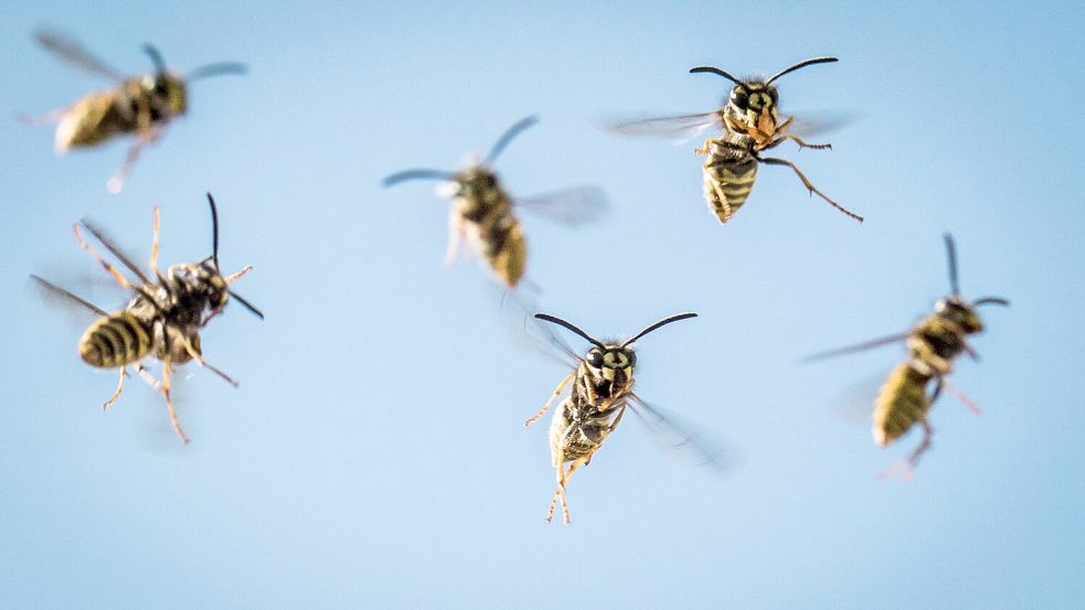 Im August und September sind die meisten Wespen unterwegs. (Archivbild) Foto: picture alliance/dpa