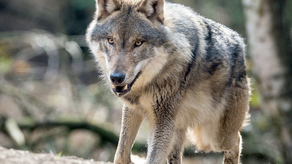 Ein Wolf hat in den Niederlanden einen Jungen gebissen und mitgerissen. Foto: dpa/Patrick Pleul