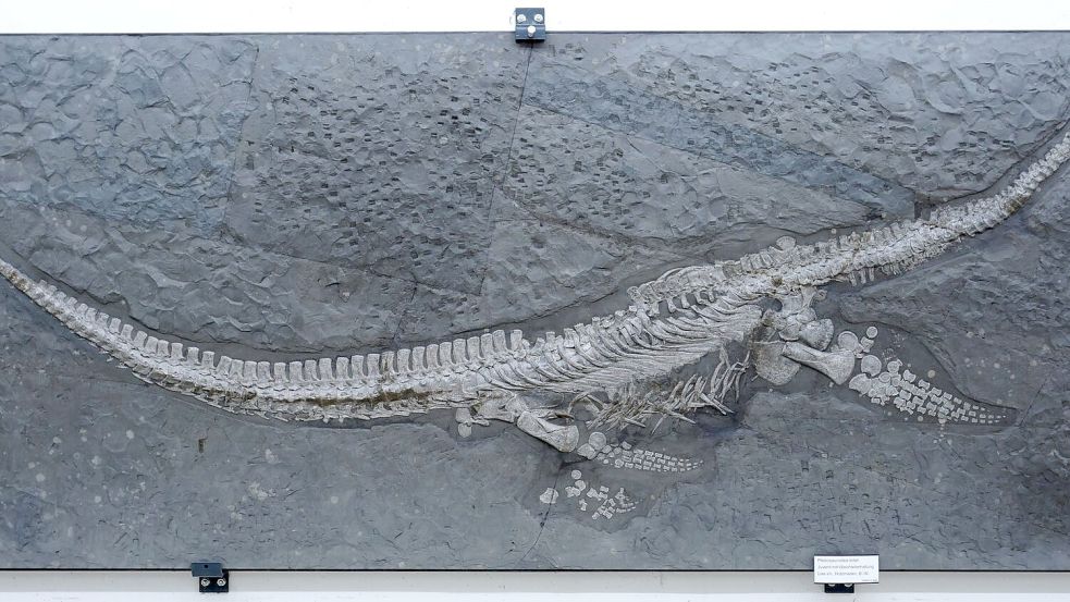 Das Fossil des Reptils Plesionectes longicollum stammt aus einem Steinbruch in Baden-Württemberg. Foto: Sven Sachs/dpa