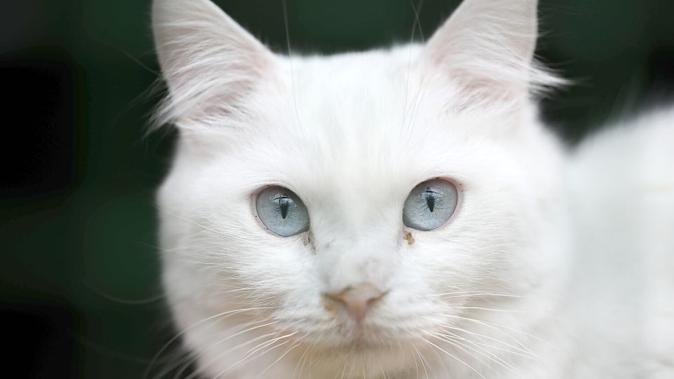 Zwei Katzen mussten einen qualvollen Tod sterben. Foto: IMAGO/Anadolu Agency