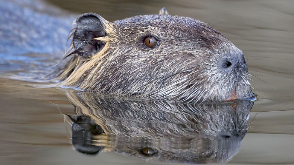 Die Nutria ist eine aus Südamerika stammende und in Mitteleuropa eingebürgerte Nagetierart. (Archivbild) Foto: Patrick Pleul/dpa/ZB