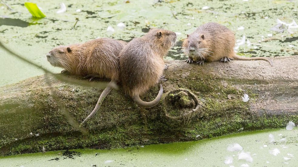 Nutrias sind an ihren Schwänzen einfach von Bibern zu unterscheiden. (Archivbild) Foto: Julian Stratenschulte/dpa