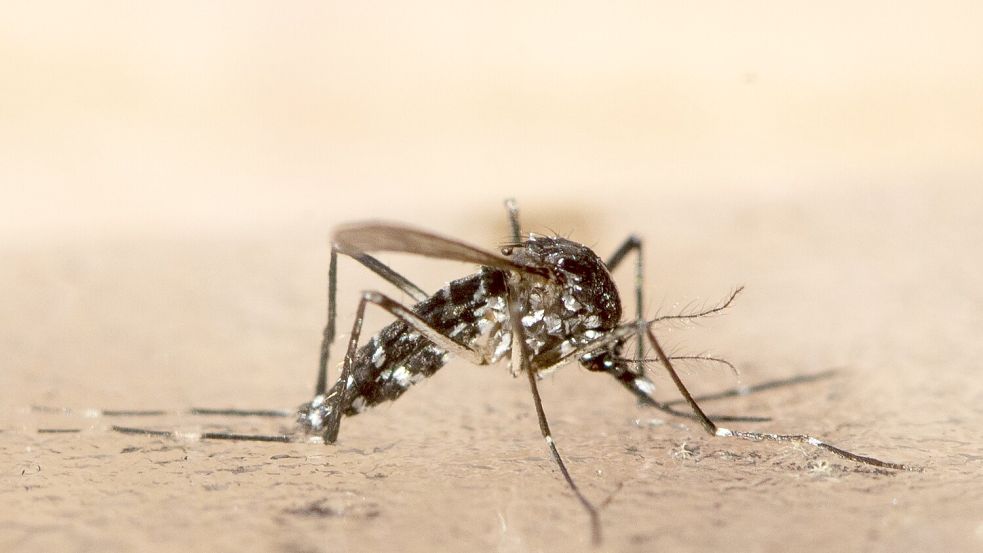 In Südchina breitet sich seit Kurzem das von Mücken übertragene Chikungunya-Virus rasch aus. Foto: Ennio Leanza/KEYSTONE/dpa