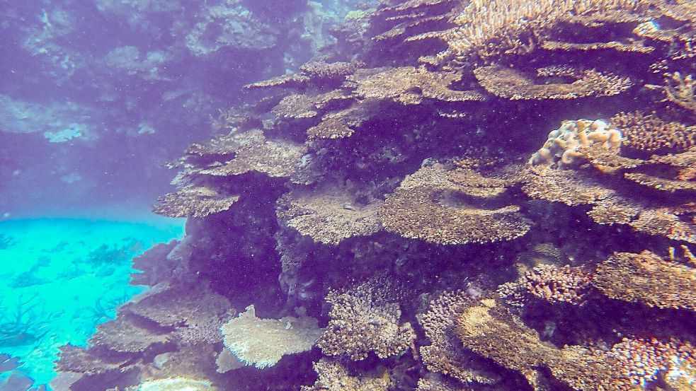 Immer neue Korallenbleichen setzen dem Naturwunder schwer zu. Foto: -/LTMP/dpa