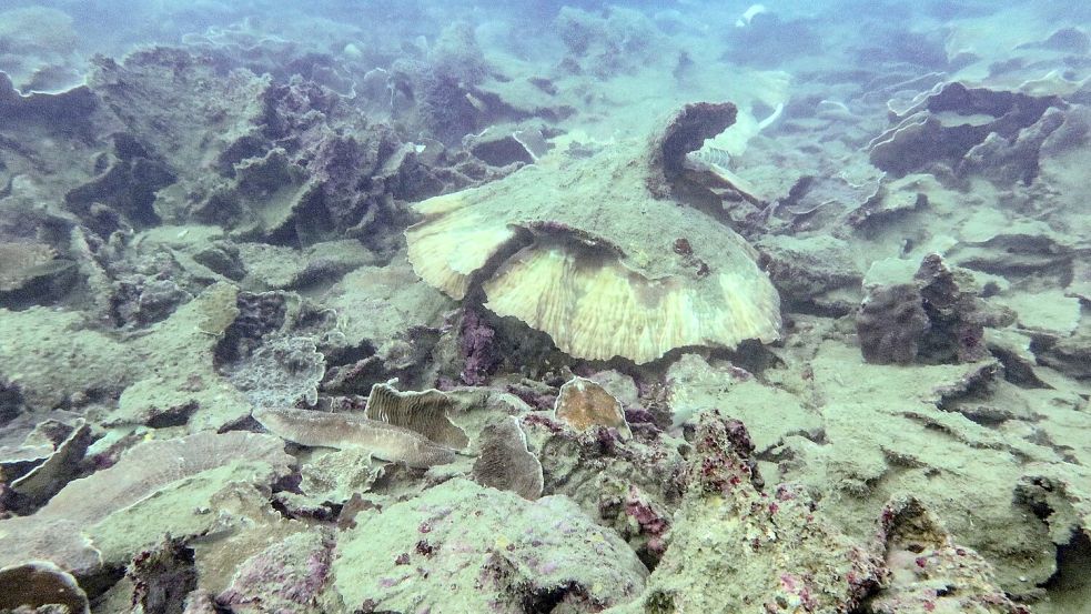 Wirbelstürme haben den Korallen am Great Barrier Reef ebenfalls zugesetzt. Foto: -/AIMS/LTMP/dpa