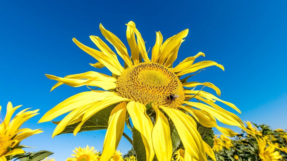 Die Sonne zeigt sich in den kommenden Tagen viel über Deutschland. (Archivbild) Foto: Frank Hammerschmidt/dpa