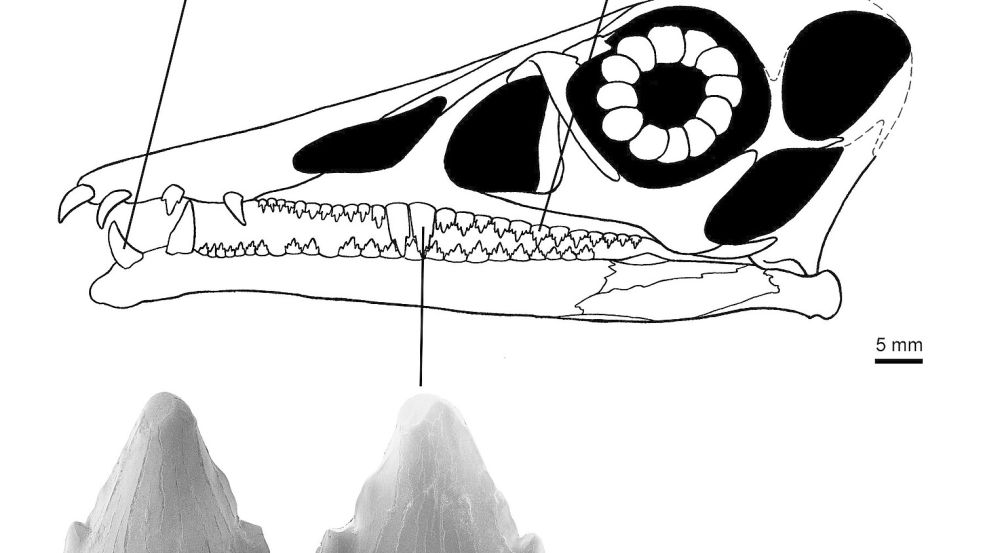 Zähne des Flugsauriers Eudimorphodon Foto: ---/Dinosaurierpark Teufelsschlucht/dpa
