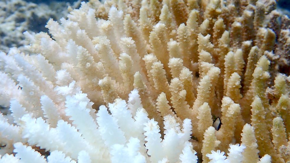 Von Kimberley bis Ningaloo: Von der Bleiche betroffen ist ein Gebiet von rund 1.500 Kilometern Länge. Foto: Declan Stick/AUSTRALIAN INSTITUTE OF MARINE SCIENCE/AAP/dpa