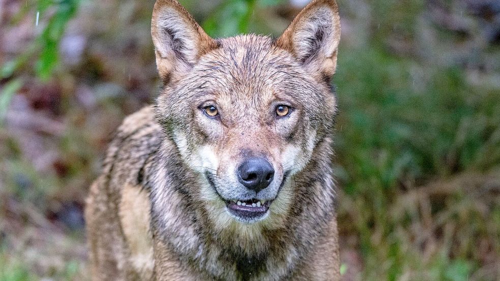 Die Debatte um die Bejagung des Wolfs geht weiter. Tirol will einen regulären Abschuss. Foto: Armin Weigel/dpa