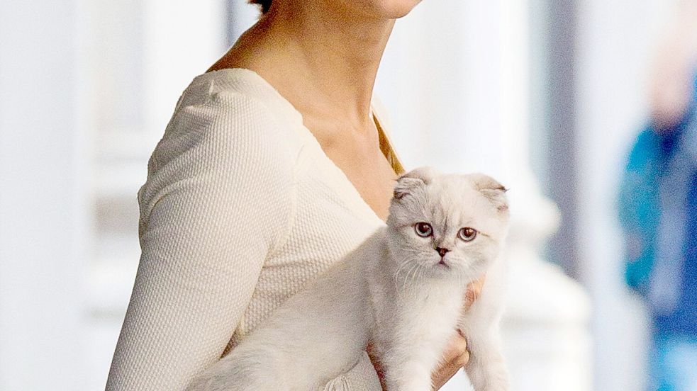2014 wurde Olivia Benson als Kätzchen von Taylor Swift gekauft. Seitdem steigert die Scottish-Ford-Katze ihr Vermögen kontinuierlich. Foto: IMAGO / Avalon.red